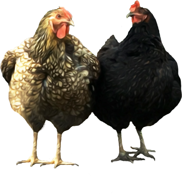 Urban Chickies